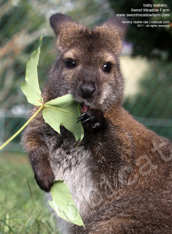 wallaby