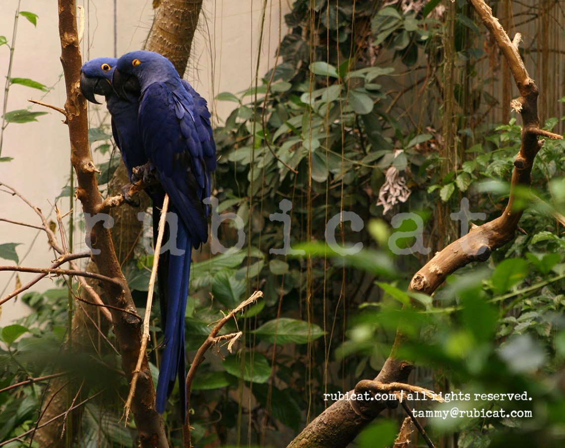 2008_macaws