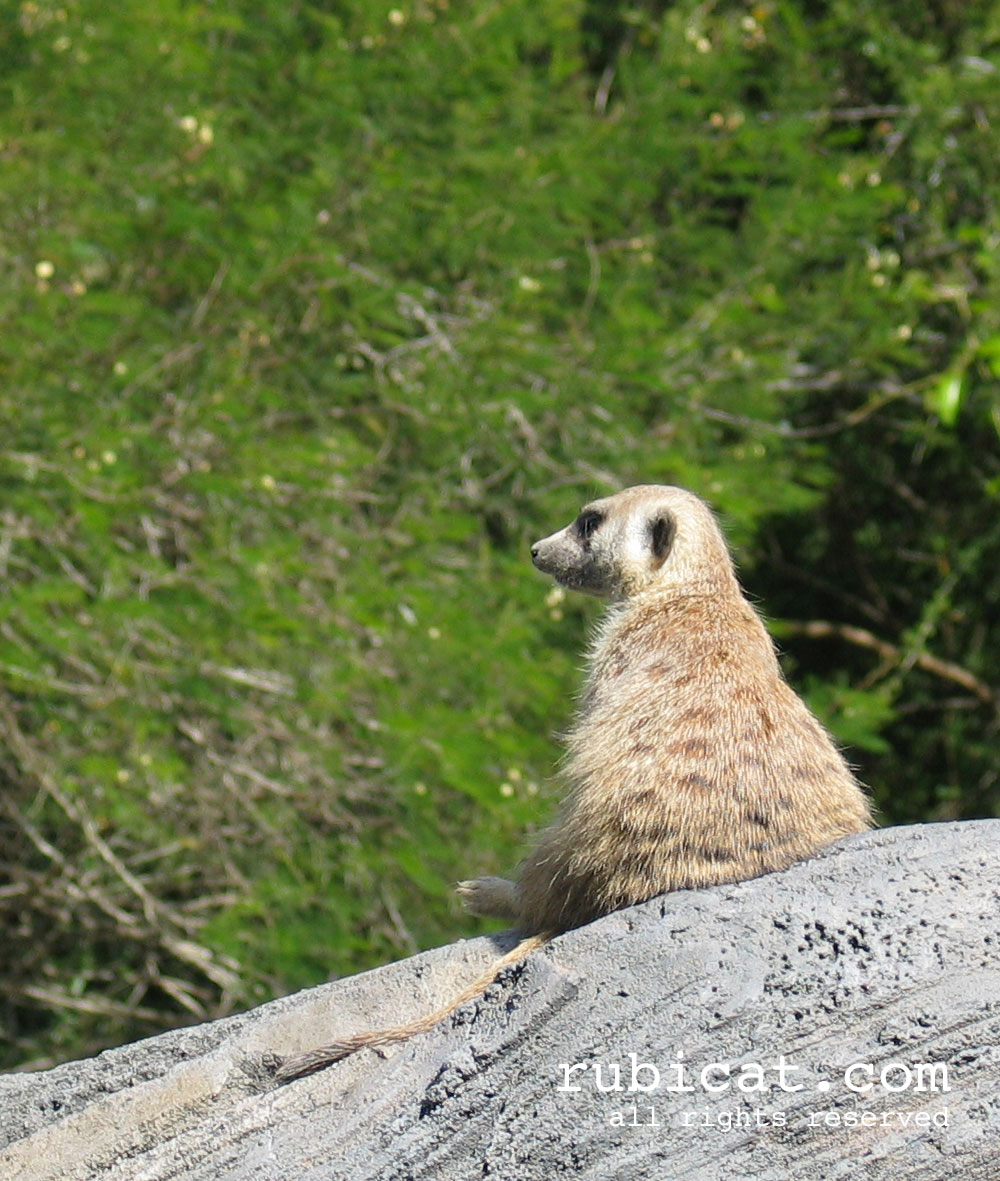 meerkat